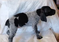 NAVHDA GSP PUP FEMALE #5, a female German Shorthaired Pointer for sale in Bernalillo, NM – 1 of 7