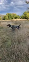 NAVHDA GSP PUP FEMALE #3, a female German Shorthaired Pointer for sale in Bernalillo, NM – 7 of 7