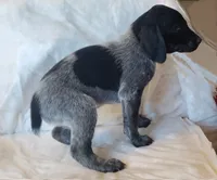 NAVHDA GSP Pup #3, a male German Shorthaired Pointer for sale in Bernalillo, NM – 2 of 7