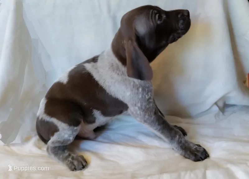 NAVHDA GSP Male #1 – German Shorthaired Pointer puppy for sale in Bernalillo, NM