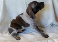 NAVHDA GSP Male #1, a male German Shorthaired Pointer for sale in Bernalillo, NM – 1 of 7