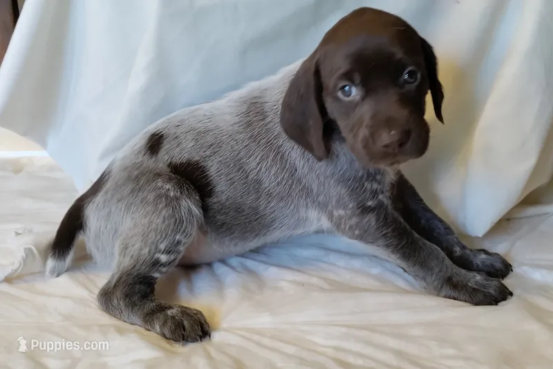 NAVHDA GSP PUP FEMALE #4 – German Shorthaired Pointer puppy for sale in Bernalillo, NM