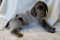 NAVHDA GSP PUP FEMALE #4, a female German Shorthaired Pointer for sale in Bernalillo, NM – 1 of 7
