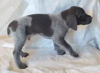 NAVHDA GSP PUP Male #2, a male German Shorthaired Pointer for sale in Bernalillo, NM – 6 of 8