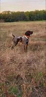 NAVHDA GSP Pup #3, a male German Shorthaired Pointer for sale in Bernalillo, NM – 7 of 7