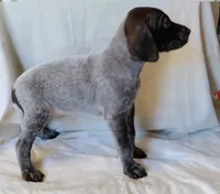 NAVHDA GSP PUP FEMALE #3, a female German Shorthaired Pointer for sale in Bernalillo, NM – 1 of 7