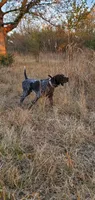 NAVHDA GSP PUP Male #2, a male German Shorthaired Pointer for sale in Bernalillo, NM – 8 of 8