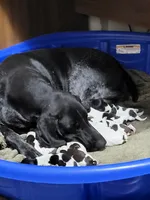 NAVHDA GSP Female #2, a female German Shorthaired Pointer for sale in Bernalillo, NM – 6 of 6