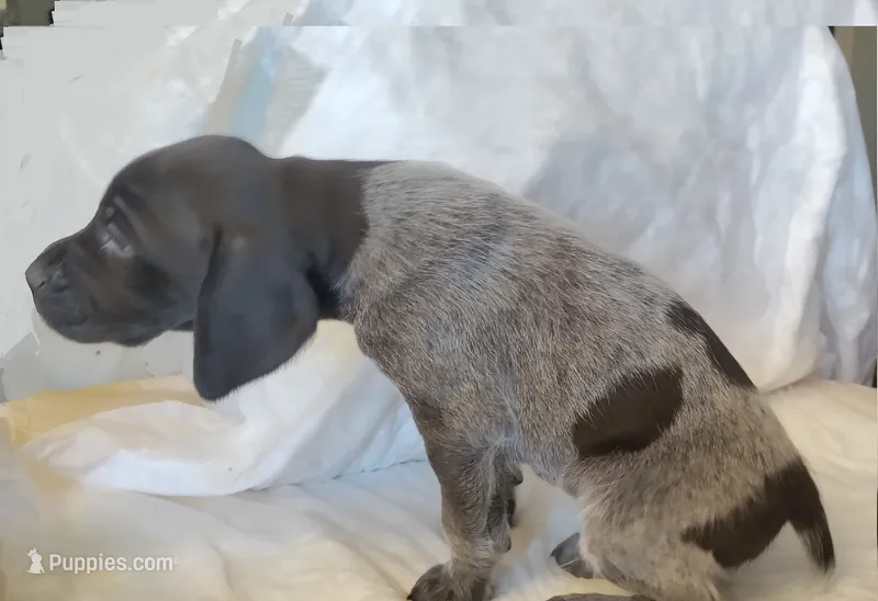 NAVHDA GSP PUP Male #2 – German Shorthaired Pointer puppy for sale in Bernalillo, NM