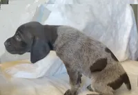 NAVHDA GSP PUP Male #2, a male German Shorthaired Pointer for sale in Bernalillo, NM – 1 of 8