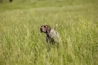 NAVHDA GSP PUP FEMALE #4, a female German Shorthaired Pointer for sale in Bernalillo, NM – 5 of 7
