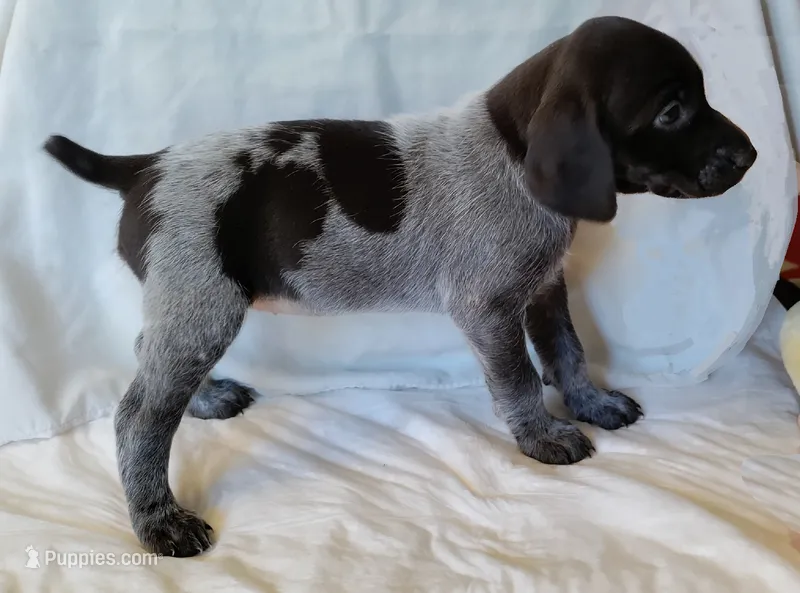 NAVHDA GSP Female #2 – German Shorthaired Pointer puppy for sale in Bernalillo, NM