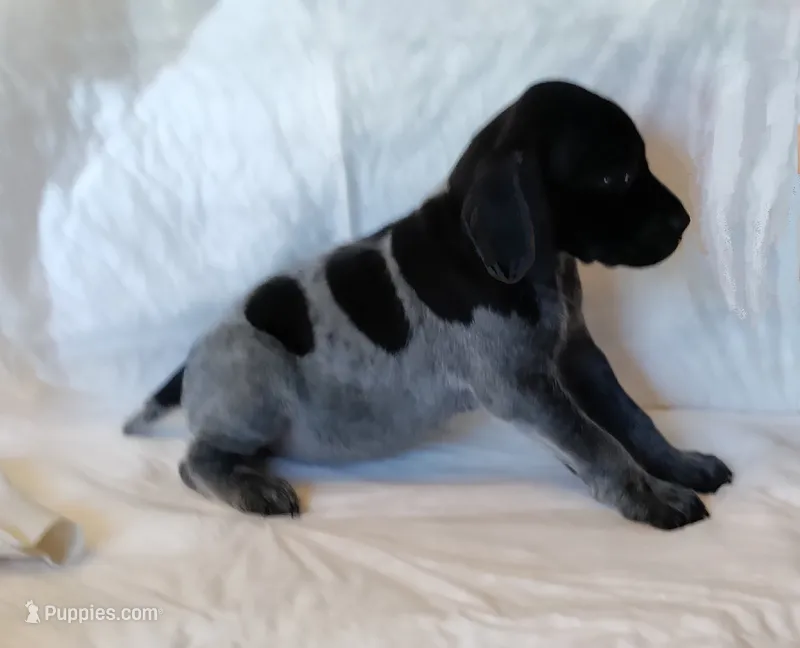 NAVHDA GSP PUP Female #1 – German Shorthaired Pointer puppy for sale in Bernalillo, NM