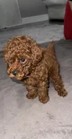 Cliford AKC, a male Poodle - Toy  for sale in Modesto, CA – Photo 9 of 9