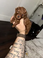 Cliford AKC, a male Poodle - Toy  for sale in Modesto, CA – Photo 7 of 9