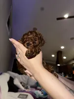 Cliford AKC, a male Poodle - Toy  for sale in Modesto, CA – Photo 4 of 9