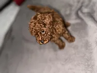 Cliford AKC, a male Poodle - Toy  for sale in Modesto, CA – Photo 8 of 9