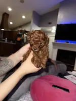 Cliford AKC, a male Poodle - Toy  for sale in Modesto, CA – Photo 5 of 9