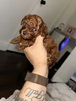 Cliford AKC, a male Poodle - Toy  for sale in Modesto, CA – Photo 6 of 9