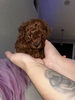 Cliford AKC, a male Poodle - Toy  for sale in Modesto, CA – Photo 3 of 9