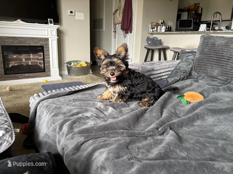 MILO – Yorkshire Terrier, Biewer puppy for sale in Myrtle Beach, SC
