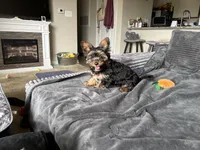 MILO, a male Yorkshire Terrier and Biewer for sale in Myrtle Beach, SC – Photo 10 of 10