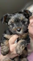 MILO, a male Yorkshire Terrier and Biewer for sale in Myrtle Beach, SC – Photo 2 of 6