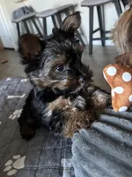 Ted, a male Yorkshire Terrier and Biewer for sale in Myrtle Beach, SC – Photo 1 of 2