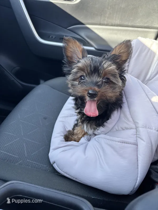 MILO – Yorkshire Terrier, Biewer puppy for sale in Myrtle Beach, SC