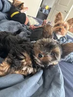 MILO, a male Yorkshire Terrier and Biewer for sale in Myrtle Beach, SC – Photo 3 of 10