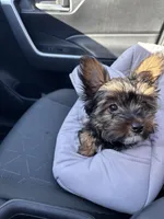 MILO, a male Yorkshire Terrier and Biewer for sale in Myrtle Beach, SC – Photo 2 of 10