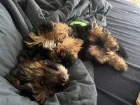 MILO, a male Yorkshire Terrier and Biewer for sale in Myrtle Beach, SC – Photo 9 of 10