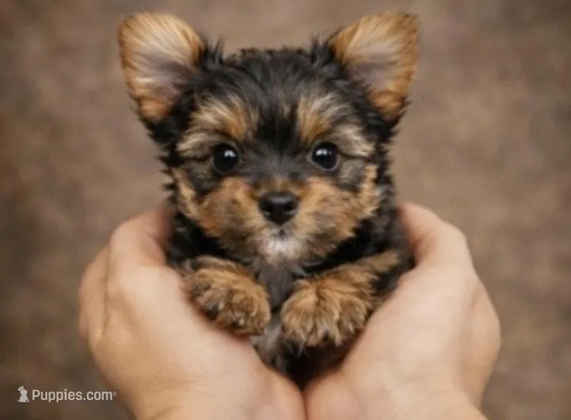 MILO, a male Yorkshire Terrier and Biewer for sale in Myrtle Beach, SC – Photo 1 of 6