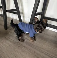 MILO, a male Yorkshire Terrier and Biewer for sale in Myrtle Beach, SC – Photo 7 of 10