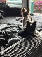 MILO, a male Yorkshire Terrier and Biewer for sale in Myrtle Beach, SC – Photo 5 of 10