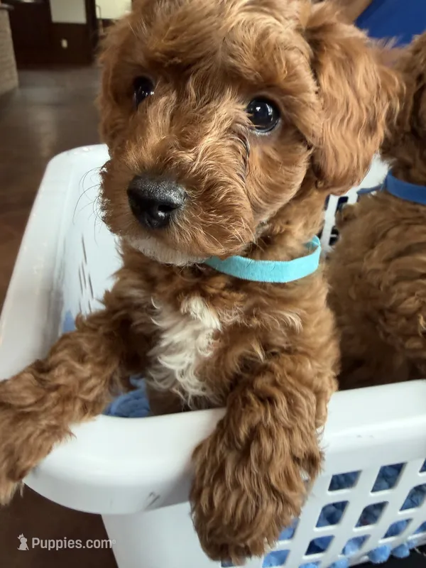 Light blue  – Miniature Goldendoodle puppy for sale in Holly Springs, MS