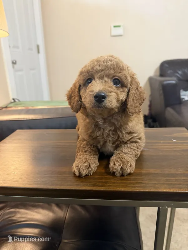Navy blue  – Miniature Goldendoodle puppy for sale in Holly Springs, MS