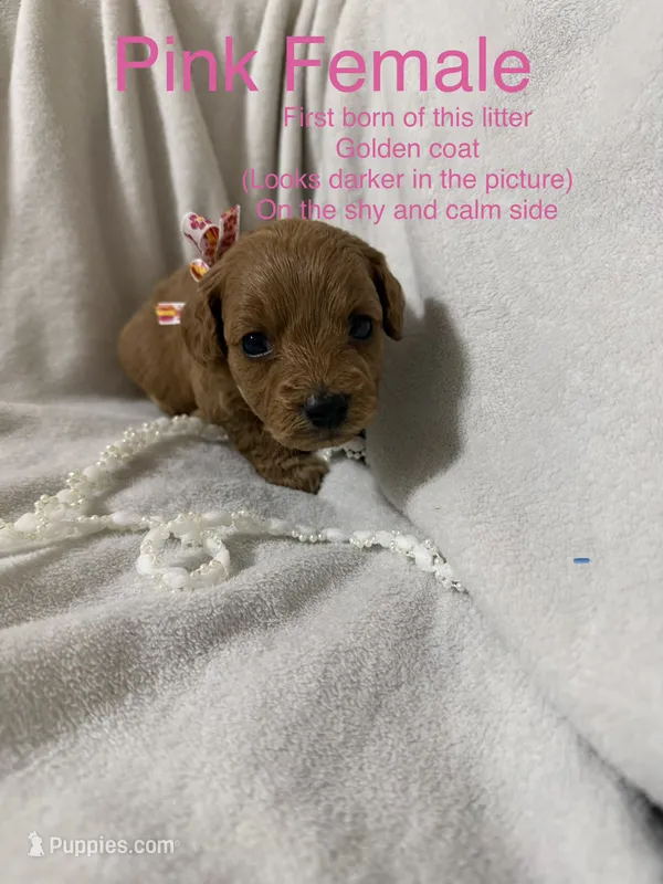 Pink  – Miniature Goldendoodle puppy for sale in Holly Springs, MS