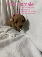 Pink , a female Miniature Goldendoodle for sale in Holly Springs, MS – 1 of 1
