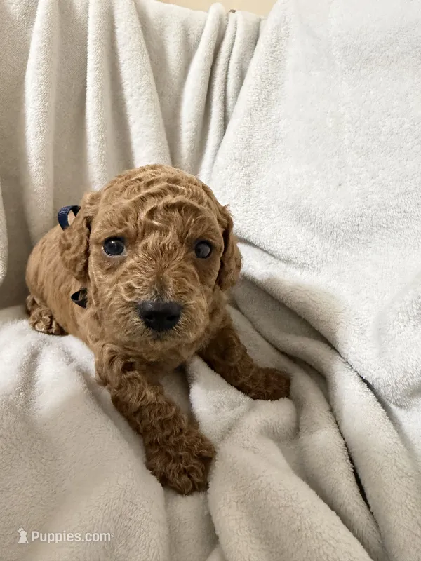 Navy blue  – Miniature Goldendoodle puppy for sale in Holly Springs, MS