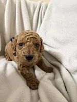Navy blue , a male Miniature Goldendoodle for sale in Holly Springs, MS – 1 of 1
