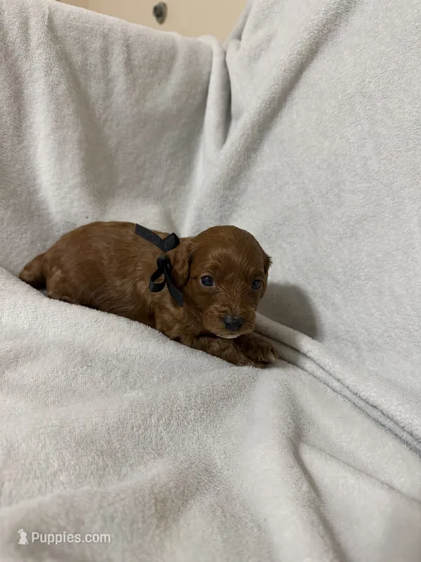 Black  – Miniature Goldendoodle puppy for sale in Holly Springs, MS