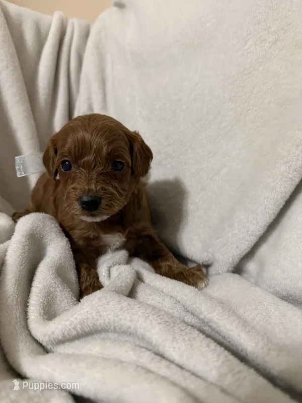 Light blue  – Miniature Goldendoodle puppy for sale in Holly Springs, MS