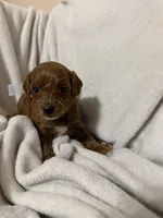 Light blue , a male Miniature Goldendoodle for sale in Holly Springs, MS – 1 of 1