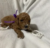 Purple , a female Miniature Goldendoodle for sale in Holly Springs, MS – 1 of 1