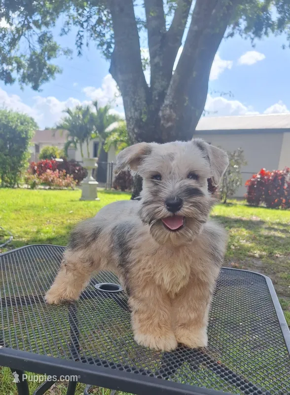 Boy 1, a male Miniature Schnauzer for sale in Fort Myers, FL – Photo 1 of 2