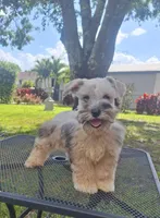 Boy 1, a male Miniature Schnauzer for sale in Fort Myers, FL – Photo 1 of 2