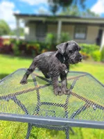 Schnauzer boy, a male Miniature Schnauzer for sale in Fort Myers, FL – Photo 2 of 3