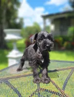 Schnauzer boy, a male Miniature Schnauzer for sale in Fort Myers, FL – Photo 1 of 3