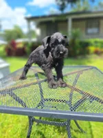 Schnauzer boy, a male Miniature Schnauzer for sale in Fort Myers, FL – Photo 3 of 3